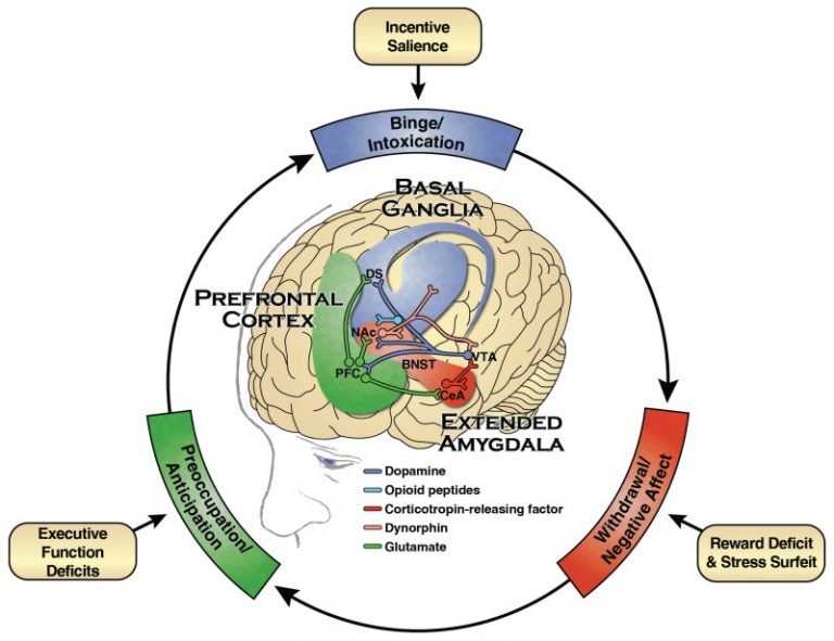 Neurobiology of Addiction: Exploring brain changes from substance use ...